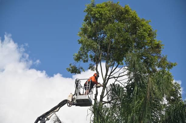 Best Grass Overseeding  in Menomonee Falls, WI