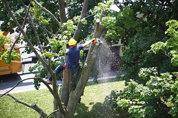 Best Root Management and Removal  in Menomonee Falls, WI
