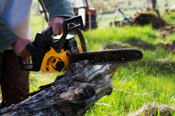 Best Tree Maintenance Programs  in Menomonee Falls, WI